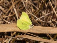 Zitronenfalter Männchen